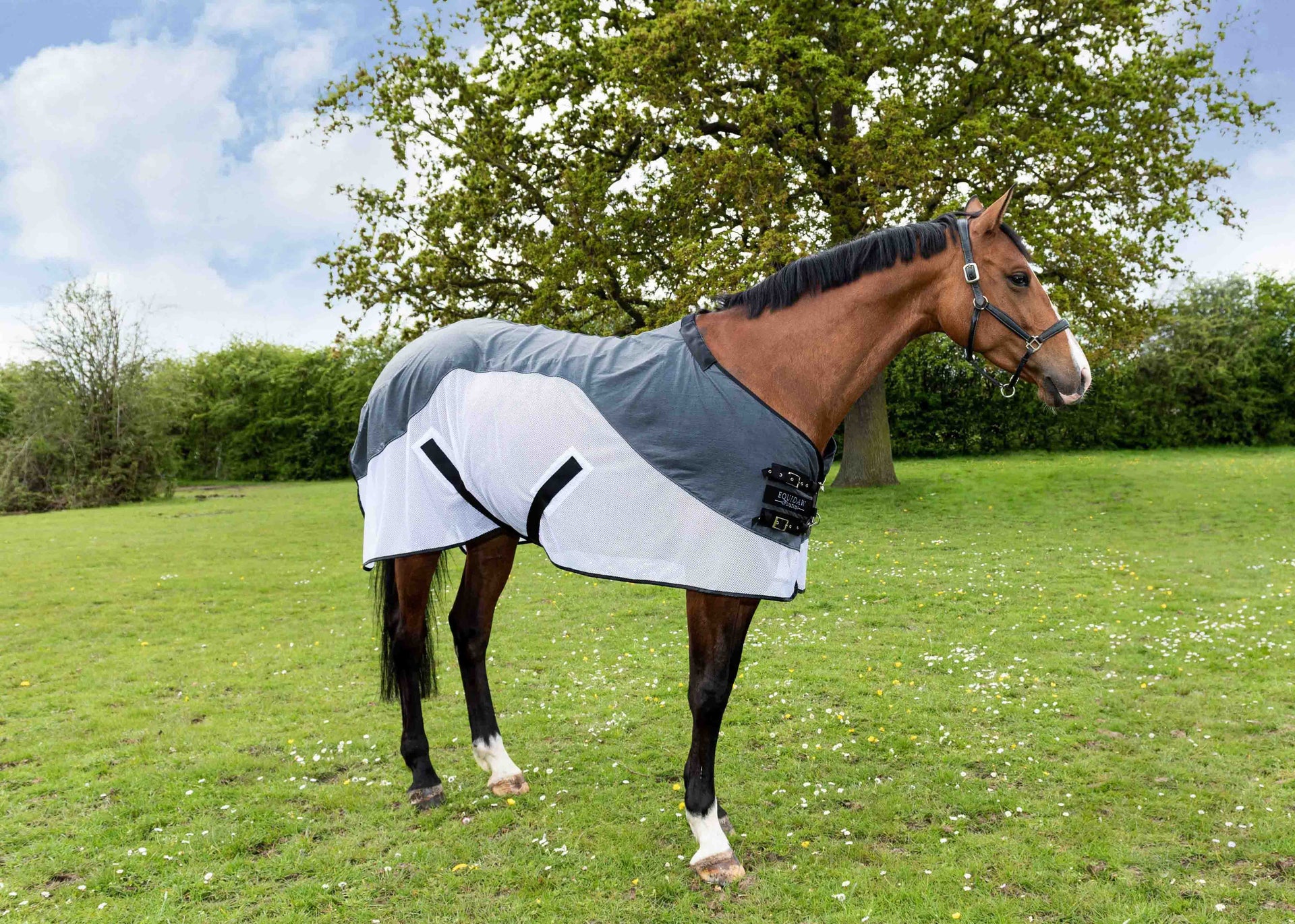 Home - Equidaw of London